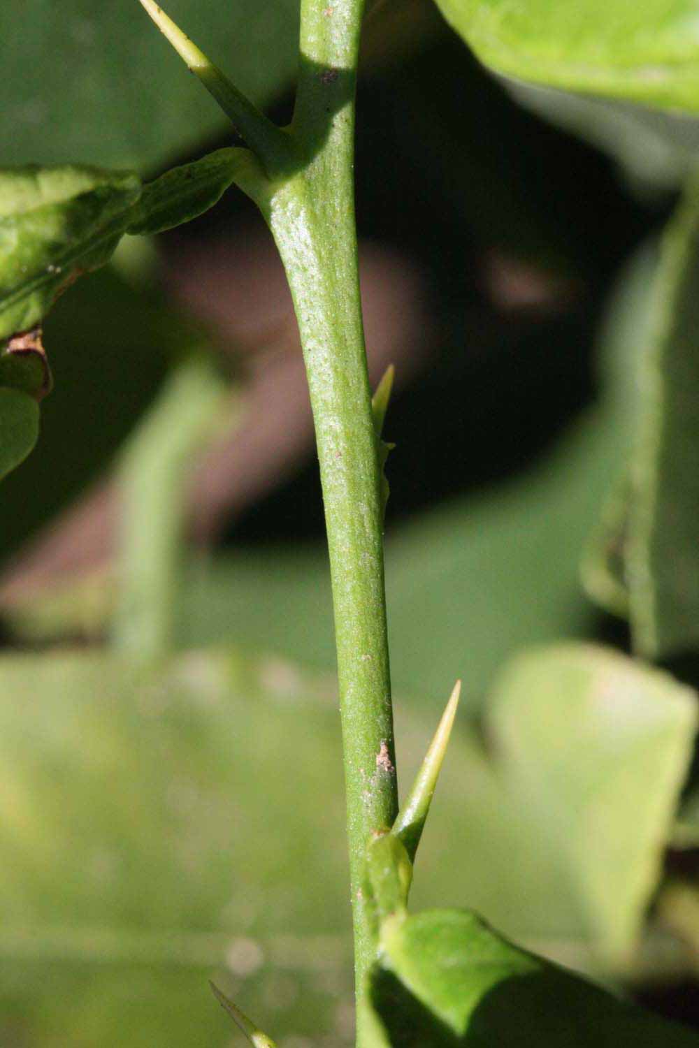            First year twig (Riverside, CA)   